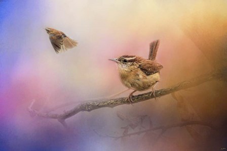 Carolina Wrens by Jai Johnson art print