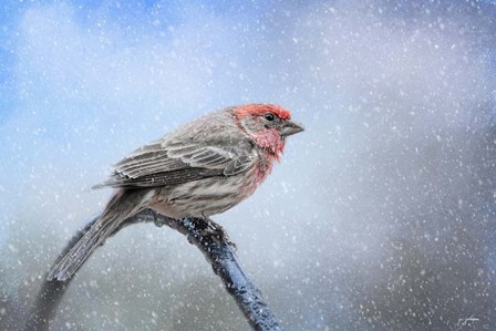 Finch In The Snow by Jai Johnson art print