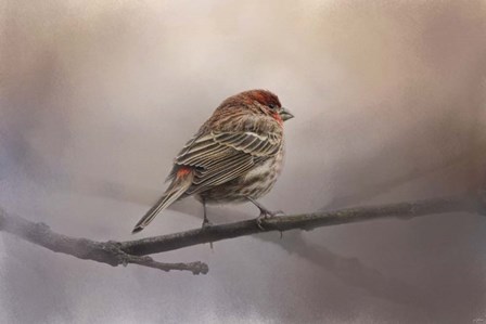 House Finch In January by Jai Johnson art print