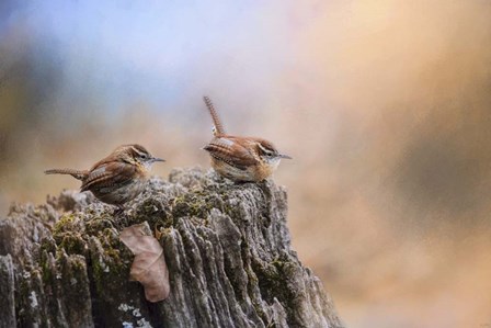Two Little Wrens by Jai Johnson art print