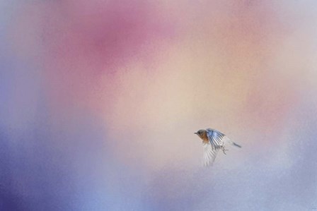 I Wish I Could Fly - Bluebird 1 by Jai Johnson art print