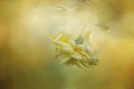 The Last Yellow Rose by Jai Johnson art print