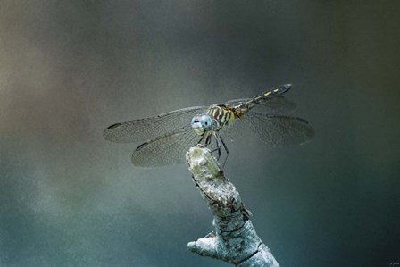 Perched Dragonfly by Jai Johnson art print