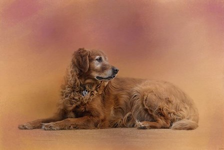 Golden Retriever In The Setting Sun by Jai Johnson art print