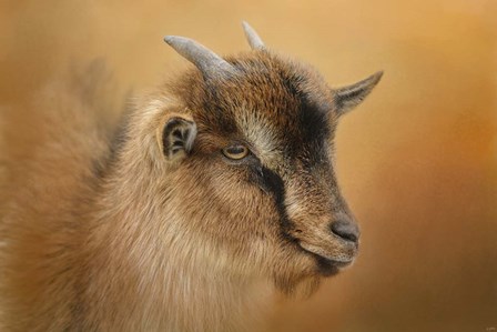 Portrait Of A Nubian Dwarf Goat by Jai Johnson art print