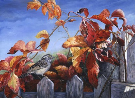 White Throated Sparrow by Kevin Dodds art print