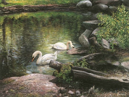 Swan Song by Kevin Dodds art print