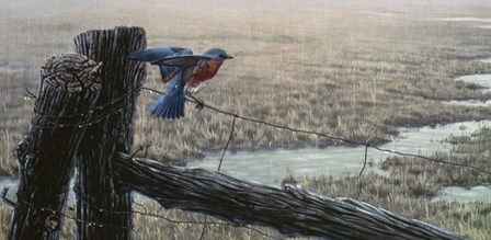 April Showers - Eastern Bluebird by Wilhelm J. Goebel art print