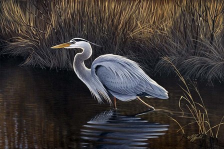 Making Strides - Great Blue Heron by Wilhelm J. Goebel art print