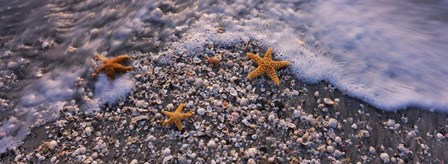 Starfish on a Beach, Gulf Of Mexico, Florida by Panoramic Images art print