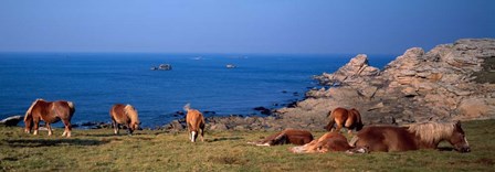 Celtic Horses, Finistere, Brittany, France by Panoramic Images art print