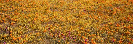 Poppy Reserve Mojave Desert, California by Panoramic Images art print
