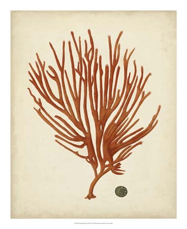 Antique Red Coral IV by Vision Studio art print