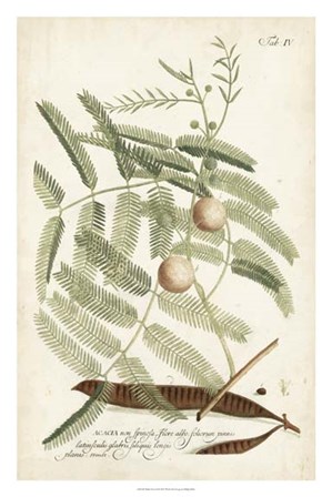 Miller Ferns II by Phillip Miller art print