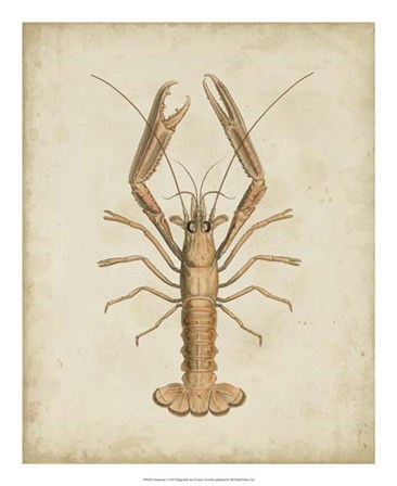 Crustaceans I by James Sowerby art print