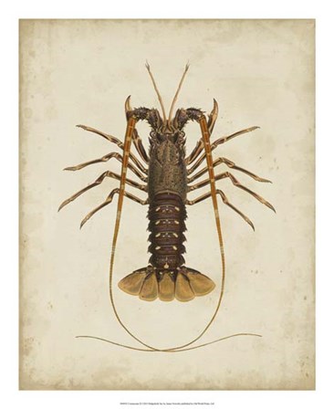 Crustaceans II by James Sowerby art print