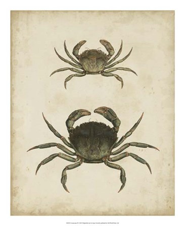 Crustaceans IV by James Sowerby art print