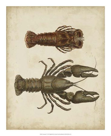 Crustaceans V by James Sowerby art print