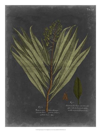 Foliage Dramatique II by Vision Studio art print