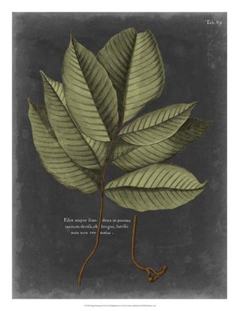 Foliage Dramatique III by Vision Studio art print