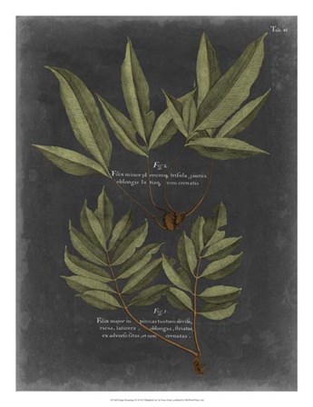 Foliage Dramatique IV by Vision Studio art print