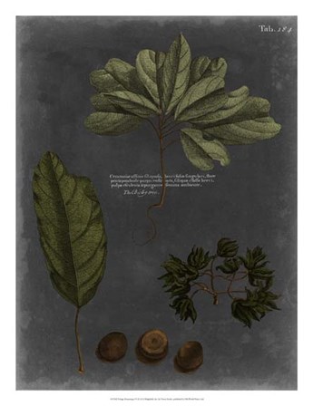 Foliage Dramatique VI by Vision Studio art print