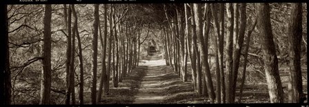 Hampton Gates Promenade II by Alan Blaustein art print