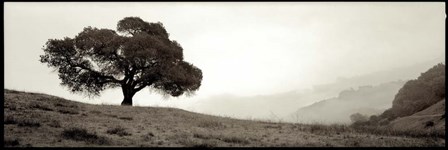 Black Oak I by Alan Blaustein art print