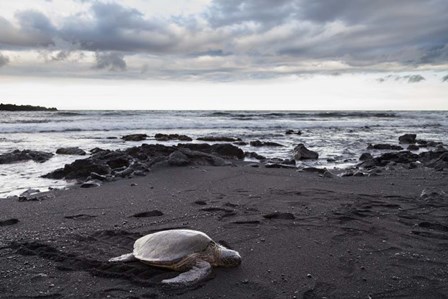 Black Sand Honu by Chris Moyer art print