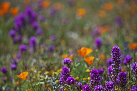 Poppies Purple Forground by Janice Sullivan art print