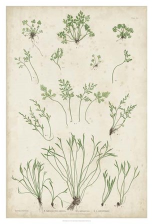 Bradbury Ferns I by Henry Bradbury art print