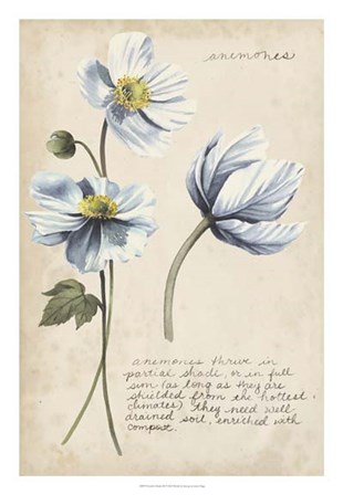Garden Studies III by Grace Popp art print