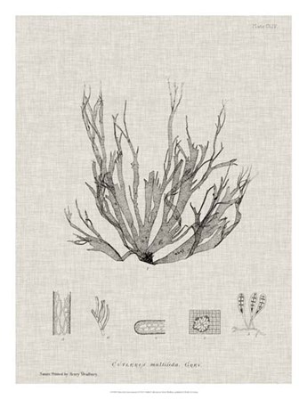 Charcoal &amp; Linen Seaweed I by Henry Bradbury art print