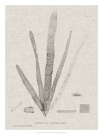 Charcoal &amp; Linen Seaweed II by Henry Bradbury art print