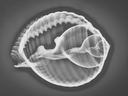 Caracol Estudio 3 Xray by Moises Levy art print