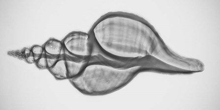 Caracol Xray 1 by Moises Levy art print