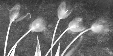 Flores Congeladas 3646 Bn by Moises Levy art print