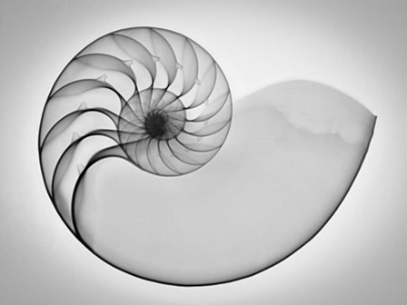 Nautilus Xray I by Moises Levy art print