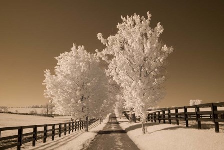 Fence &amp; Trees, Kentucky 08 by Monte Nagler art print