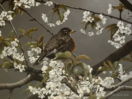 Cherry Blossoms 2 by Ron Parker art print