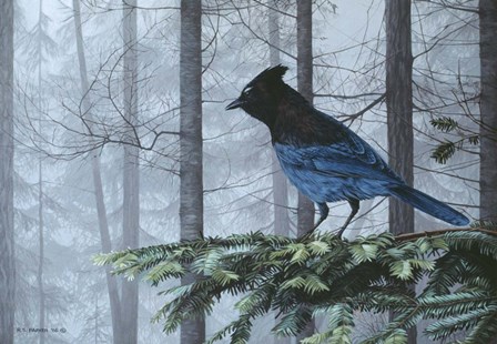Stellers Jay In Fog by Ron Parker art print