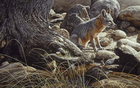 Desert Respite- Kit Fox by Ron Parker art print
