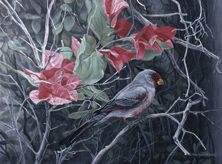 Pyrrhuloxia by Ron Parker art print