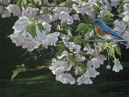 Cherry Blossoms by Ron Parker art print