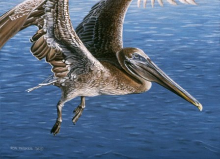 Flying Pelican by Ron Parker art print