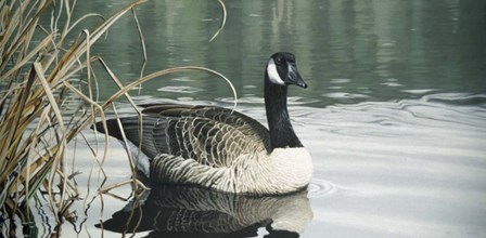 Tranquil Water by Ron Parker art print