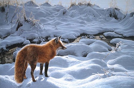 Icy Morning- Red Fox by Ron Parker art print