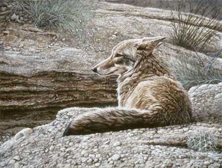 Resting Coyote by Ron Parker art print