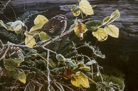 Song Sparrow On Salal by Ron Parker art print