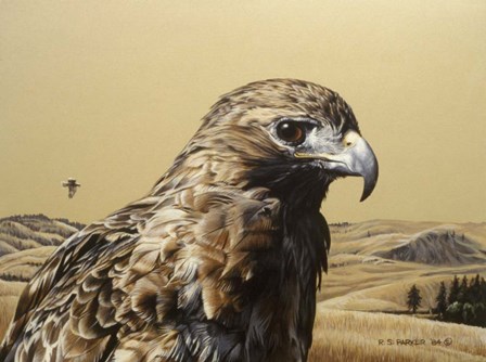 Red Tailed Hawk 2 by Ron Parker art print